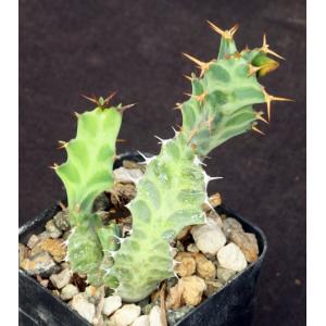 Euphorbia persistens 2-inch pots