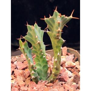Euphorbia persistens 4-inch pots