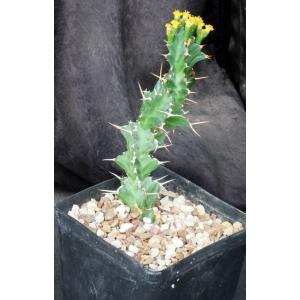 Euphorbia persistens (cutting) one-gallon pots