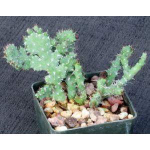Euphorbia petricola (crest) 3-inch pots