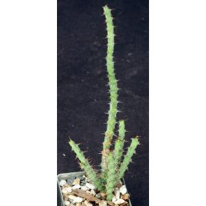 Euphorbia petricola 3-inch pots