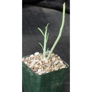 Euphorbia platyclada 4-inch pots