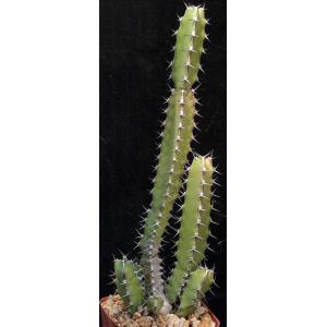 Euphorbia proballyana 4-inch pots