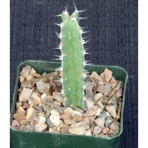 Euphorbia proballyana 4-inch pots