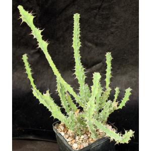 Euphorbia pseudoburuana 5-inch pots