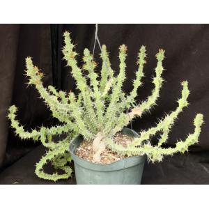 Euphorbia pseudoburuana 10-inch pots