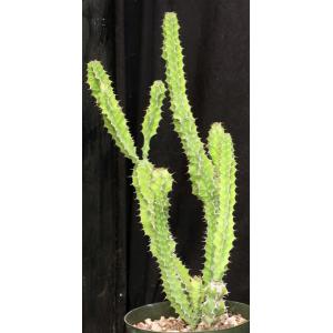 Euphorbia pseudocactus 8-inch pots
