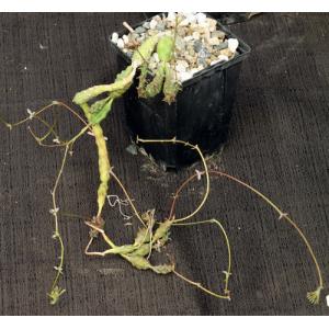 Euphorbia pseudoglobosa 4-inch pots