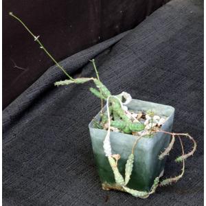 Euphorbia pseudoglobosa 4-inch pots