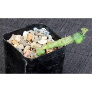Euphorbia pseudoglobosa2-inch pots