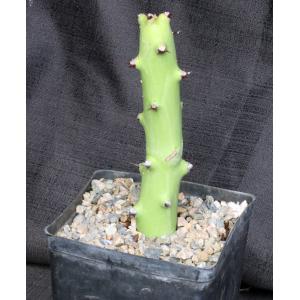 Euphorbia qarad one-gallon pots