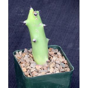 Euphorbia qarad 4-inch pots