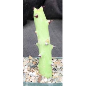 Euphorbia qarad 5-inch pots