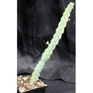 Euphorbia quadrangularis 5-inch pots