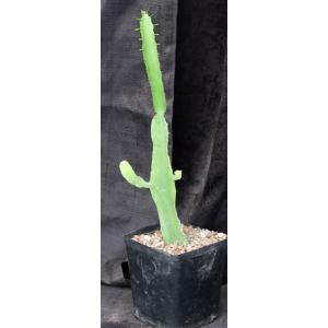 Euphorbia quadrialata one-gallon pots