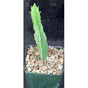 Euphorbia quadrialata 4-inch pots