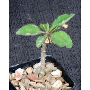 Euphorbia razafindratsirae 2-inch pots