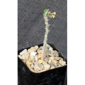Euphorbia razafindratsirae 2-inch pots