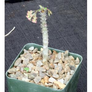 Euphorbia razafindratsirae 4-inch pots