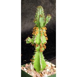Euphorbia restricta 4-inch pots