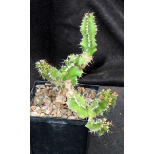 Euphorbia restricta 5-inch pots