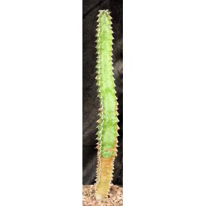 Euphorbia robecchii one-gallon pots