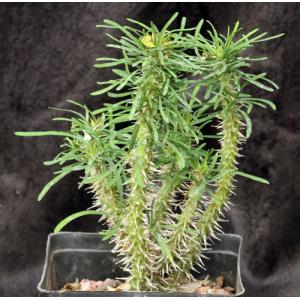Euphorbia rossii one-gallon pots
