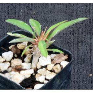 Euphorbia rossii 2-inch pots