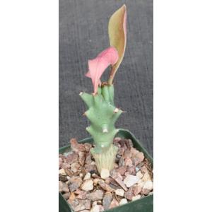 Euphorbia royleana 4-inch pots