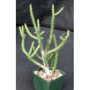 Euphorbia rubrimarginata 4-inch pots