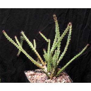Euphorbia saxorum one-gallon pots