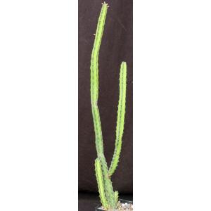 Euphorbia scarlatina (WY 1103) 5-inch pots