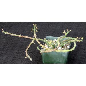 Euphorbia septentrionalis var. gamugofana 4-inch pots