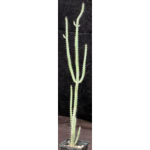 Euphorbia serendipida 5-inch pots