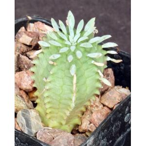 Euphorbia stellispina 2-inch pots