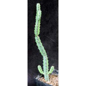 Euphorbia laikipiensis one-gallon pots