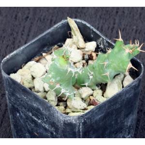 Euphorbia sp. aff. tortirama (Greyton) 2-inch pots