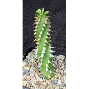 Euphorbia sp. ‘weirdii’ 5-inch pots