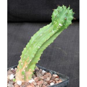 Euphorbia sp. aff. fruticosa 5-inch pots