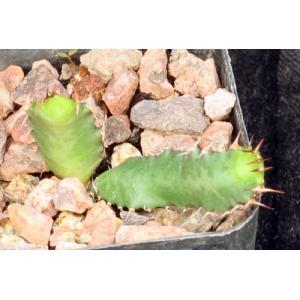 Euphorbia squarrosa 2-inch pots