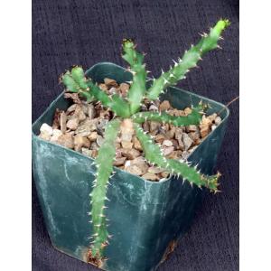 Euphorbia squarrosa (hybrid) 5-inch pots