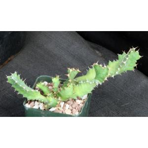 Euphorbia sp. aff. tortirama (Greyton) 4-inch pots