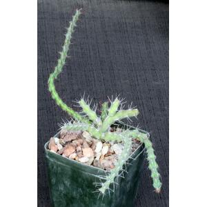 Euphorbia subscandens 4-inch pots