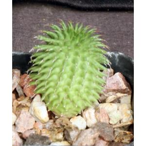 Euphorbia susannae 2-inch pots