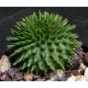 Euphorbia susannae 5-inch pots