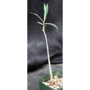 Euphorbia tanquahuete 5-inch pots