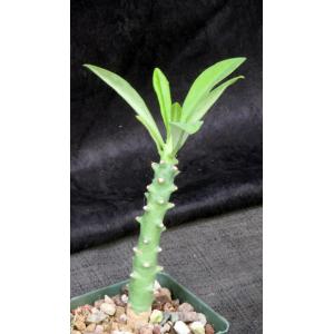 Euphorbia teke 4-inch pots