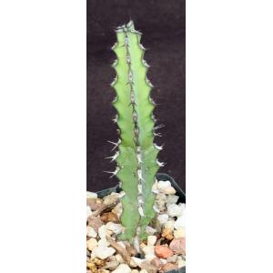 Euphorbia tescorum (Lav 12516) 4-inch pots