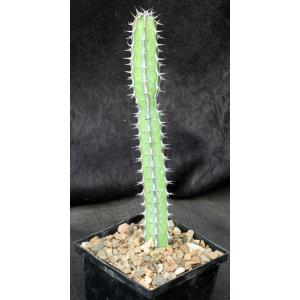 Euphorbia tescorum (PV 2496) 5-inch pots