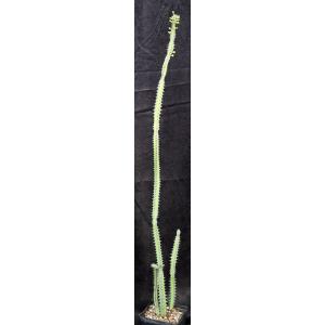 Euphorbia tescorum (Suyien, Kenya) one-gallon pots